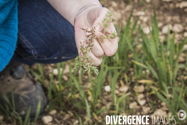 Revolution Terrestre #1- Conversion de quatre cerealiers de l Yonne a l agriculture biologique.