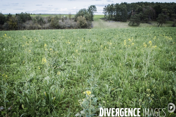 Revolution Terrestre #1- Conversion de quatre cerealiers de l Yonne a l agriculture biologique.