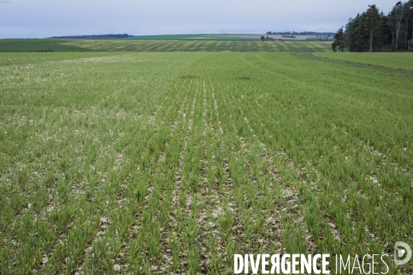 Revolution Terrestre #1- Conversion de quatre cerealiers de l Yonne a l agriculture biologique.