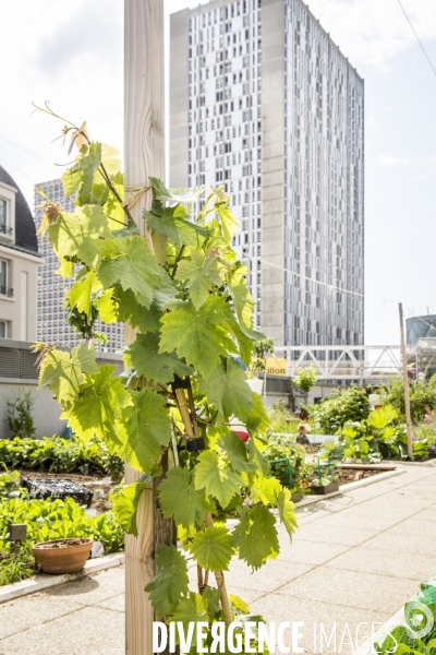 Les jardins partages de Beaugrenelle