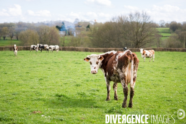 Exploitation biologique de vaches laitières dans le Nord (59)