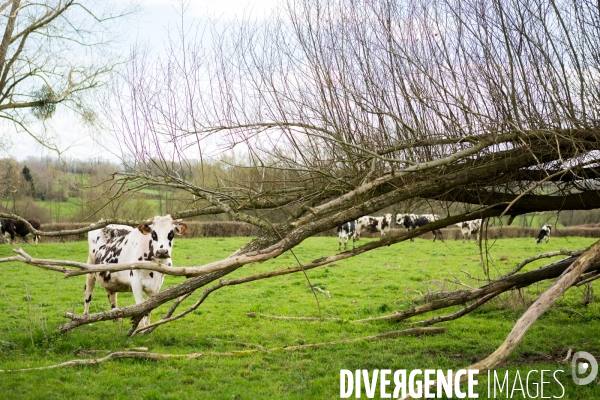 Exploitation biologique de vaches laitières dans le Nord (59)