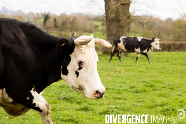 Exploitation biologique de vaches laitières dans le Nord (59)