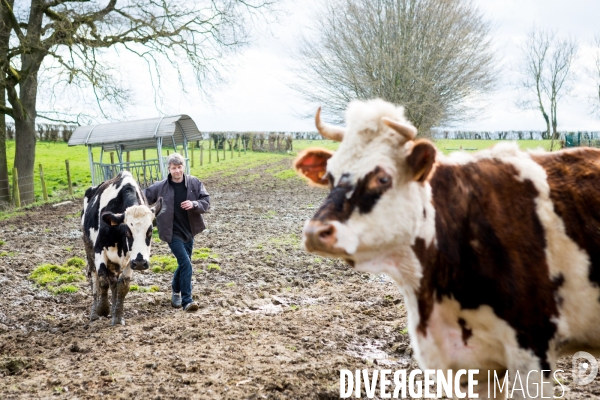 Exploitation biologique de vaches laitières dans le Nord (59)