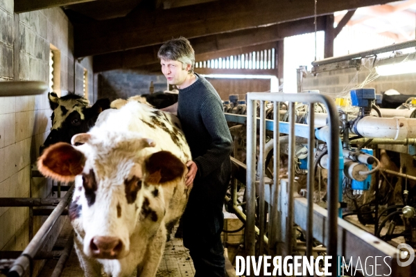 Exploitation biologique de vaches laitières dans le Nord (59)