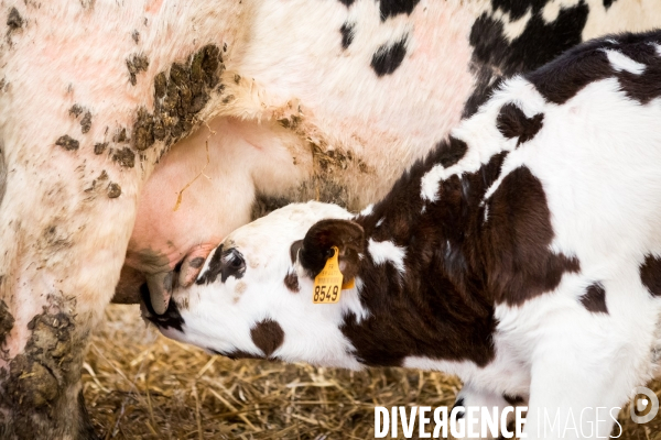 Exploitation biologique de vaches laitières dans le Nord (59)