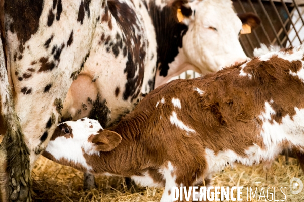 Exploitation biologique de vaches laitières dans le Nord (59)