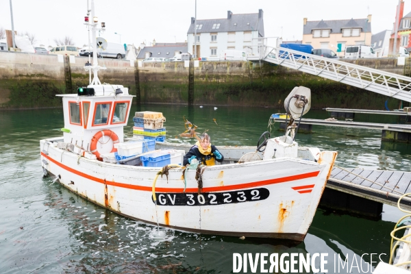 Pêcheuse d algues en Bretagne