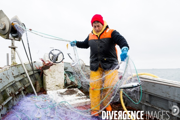 Pêcheuse d algues en Bretagne