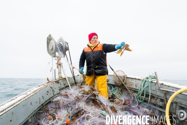 Pêcheuse d algues en Bretagne