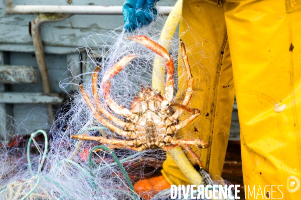 Pêcheuse d algues en Bretagne