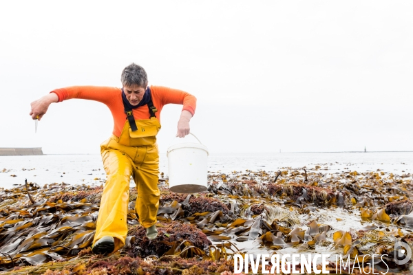 Pêcheuse d algues en Bretagne