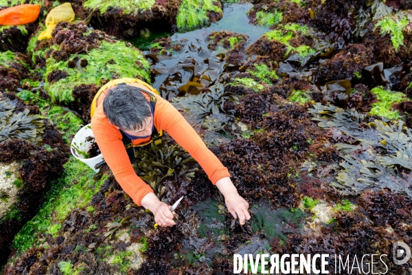 Pêcheuse d algues en Bretagne