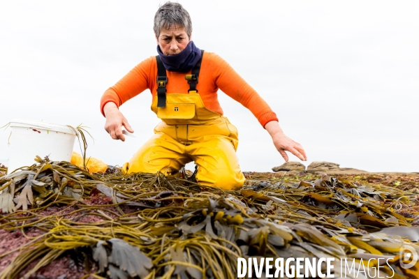 Pêcheuse d algues en Bretagne