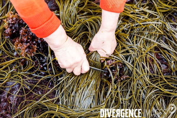 Pêcheuse d algues en Bretagne
