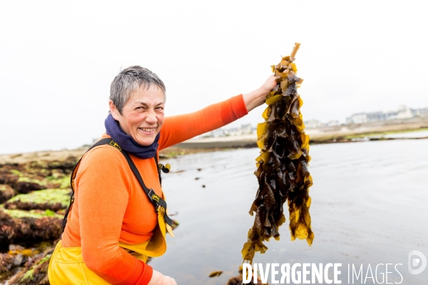 Pêcheuse d algues en Bretagne