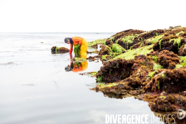 Pêcheuse d algues en Bretagne