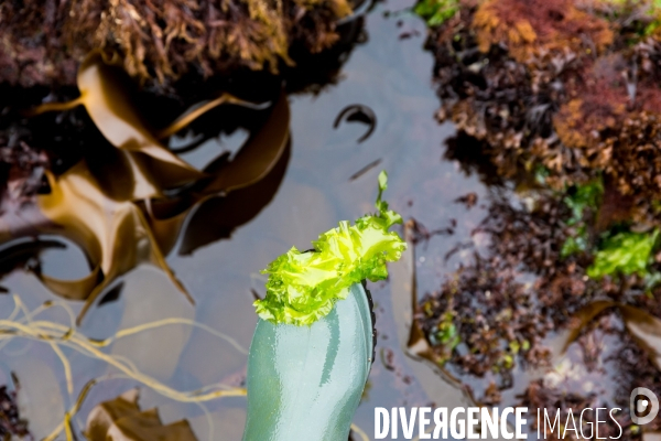 Pêcheuse d algues en Bretagne
