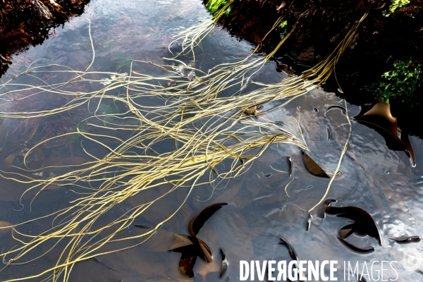 Pêcheuse d algues en Bretagne