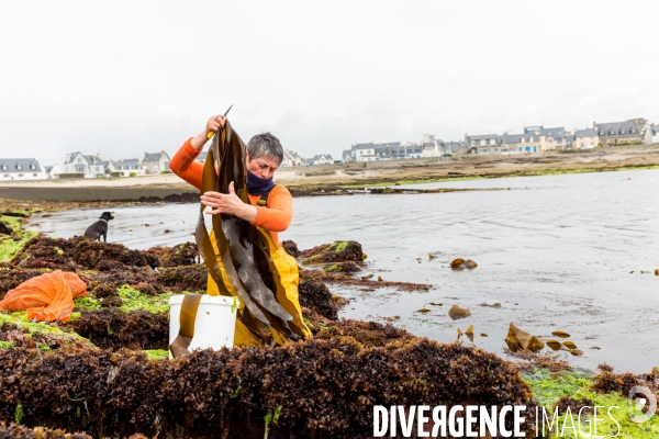 Pêcheuse d algues en Bretagne