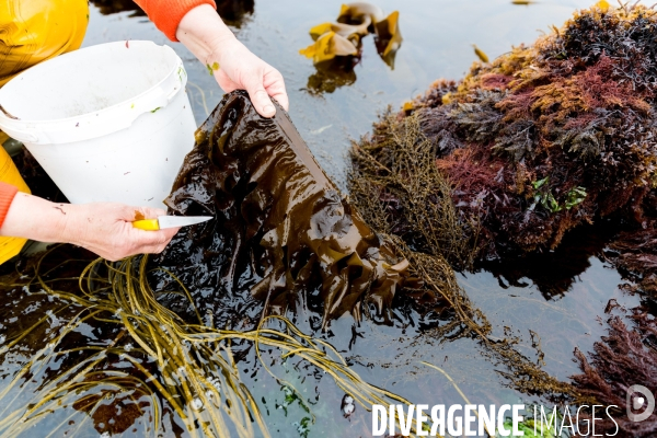 Pêcheuse d algues en Bretagne