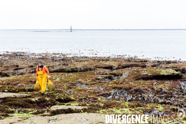 Pêcheuse d algues en Bretagne