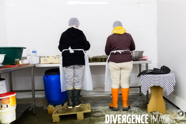 Pêcheuse d algues en Bretagne