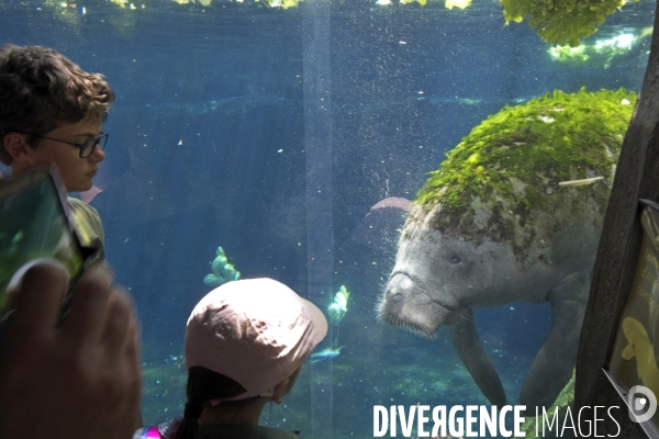 Mai 2016.Le parc zoologique de Vincennes, des enfants et le lamentin