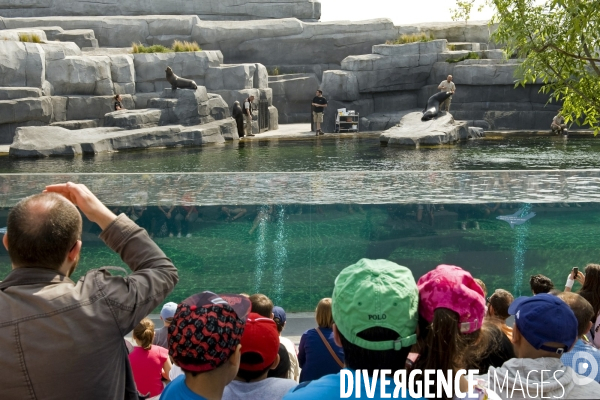 Mai 2016.Le parc zoologique de Vincennes, le nourrisage des otaries