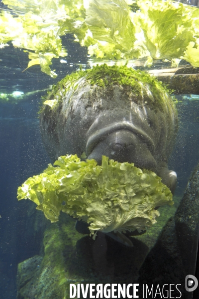 Mai 2016.Le parc zoologique de Vincennes.Un lamentin deguste des salades