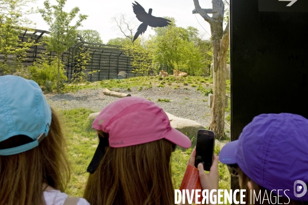 Mai 2016.Le parc zoologique de Vincennes, deux lionnes dans leur habitat