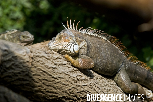 Mai 2016.Le parc zoologique de Vincennes, les cameleons