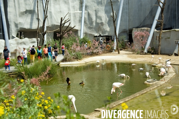 Mai 2016.Le parc zoologique de Vincennes, la grande voliere.Flaments roses.