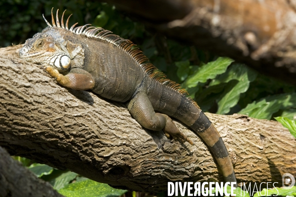 Mai 2016.Le parc zoologique de Vincennes, les cameleons