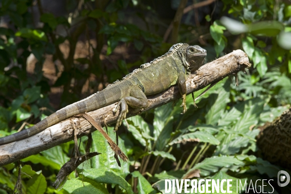 Mai 2016.Le parc zoologique de Vincennes, les cameleons