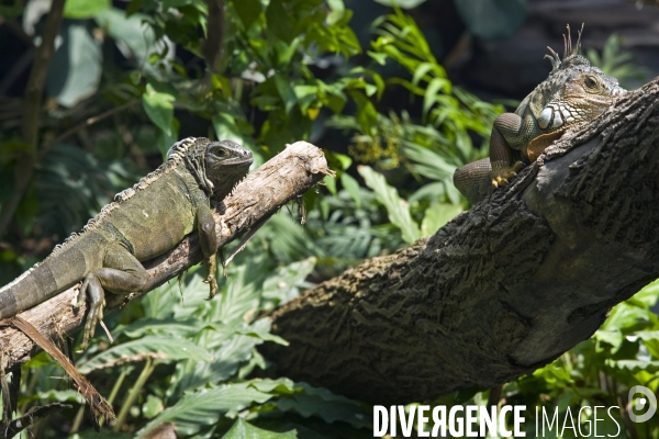 Mai 2016.Le parc zoologique de Vincennes, les cameleons