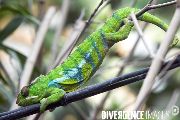 Mai 2016.Le parc zoologique de Vincennes, les cameleons