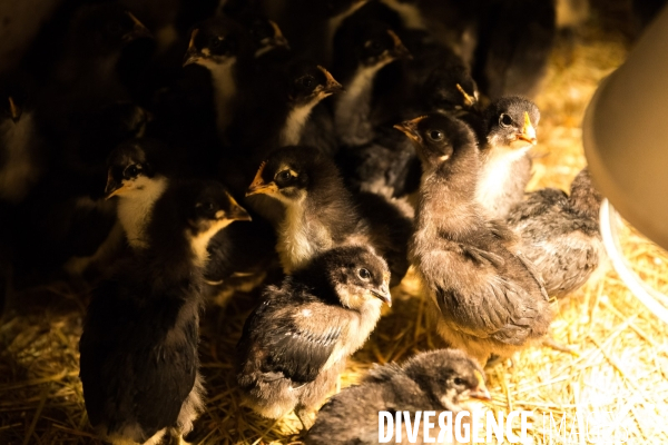 Elevage de volaille en Touraine