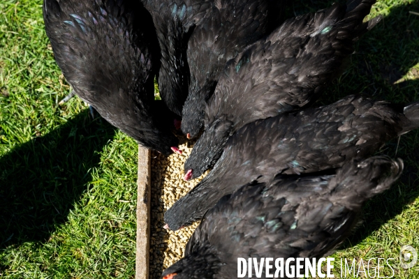 Elevage de volaille en Touraine