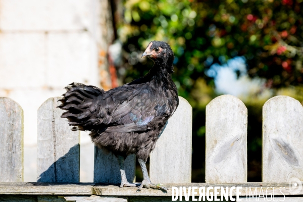 Elevage de volaille en Touraine