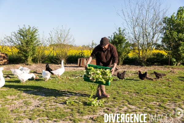 Elevage de volaille en Touraine