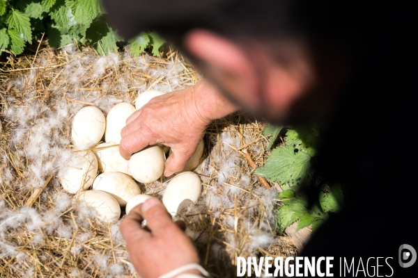 Elevage de volaille en Touraine