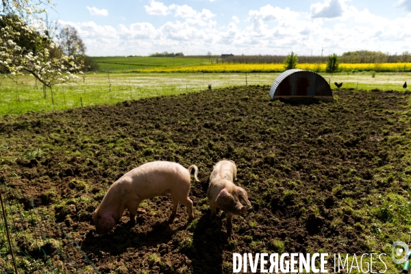 Elevage de volaille en Touraine