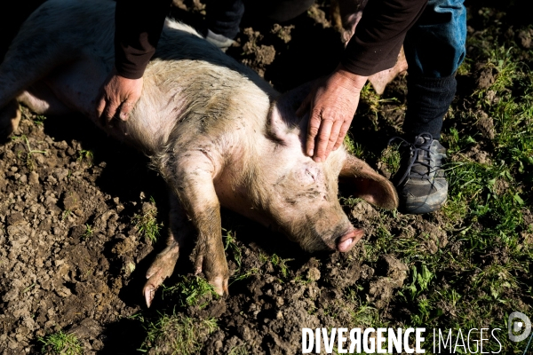 Elevage de volaille en Touraine