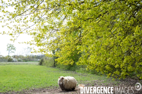 Elevage de volaille en Touraine