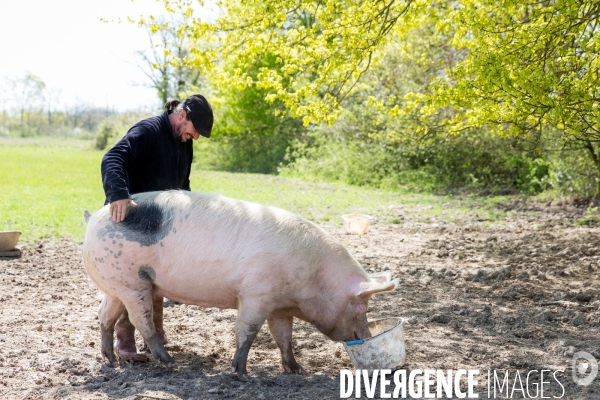 Elevage de volaille en Touraine