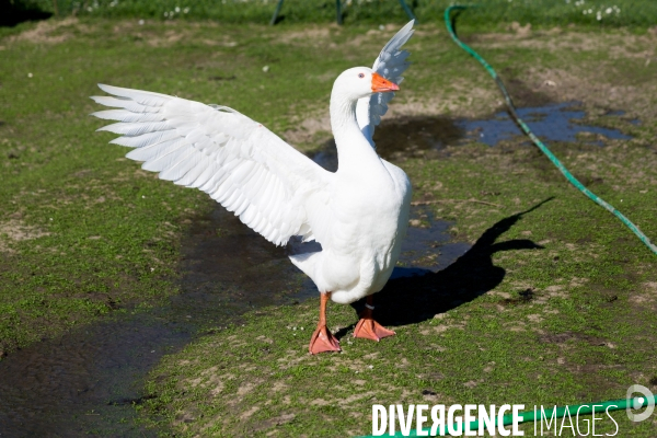 Elevage de volaille en Touraine