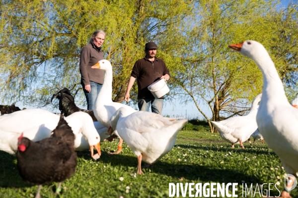 Elevage de volaille en Touraine