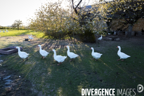 Elevage de volaille en Touraine