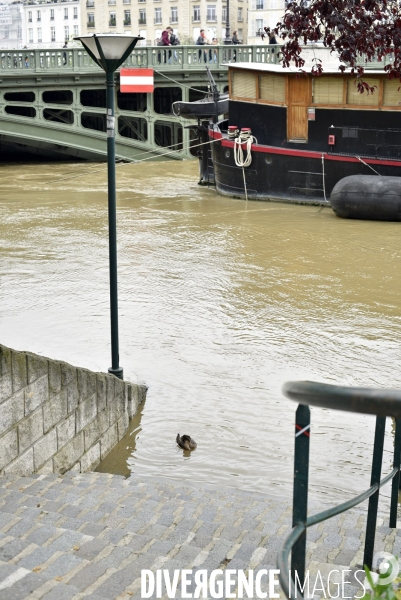 La Seine en crue à Paris. Seine flooded in Paris.